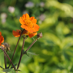 Garten Blumendetail / ,