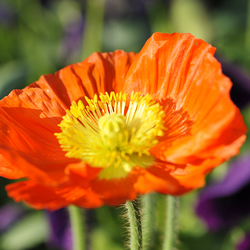Garten Blumendetail 6 / ,