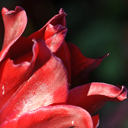 Garten Blumendetail5 / ,