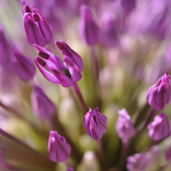 Garten Blumendetail4 / ,