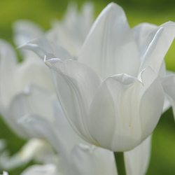 Garten Blumendetail 3 / ,
