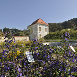 Kräutergarten / P. Gerfried Sitar
